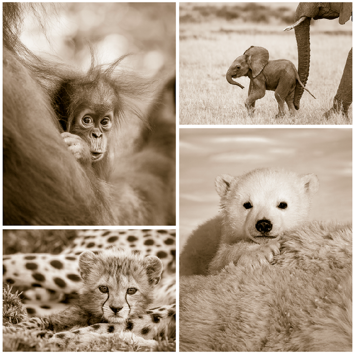 Cute Baby Animal Photo Set (Sepia)