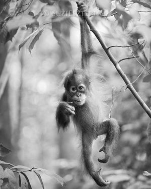 Cute Baby Orangutan Photo