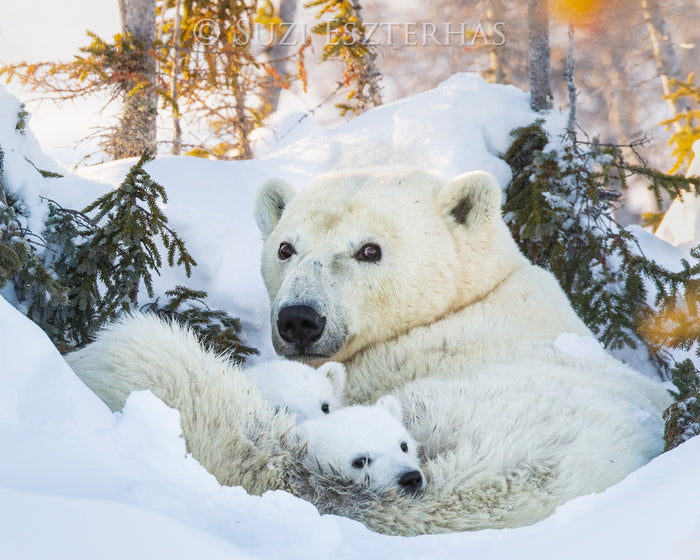 Polar Bear Mother and Cubs Photo
