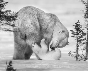 Baby Polar Bear Playing with Mom Photo