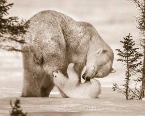 Baby Polar Bear Playing with Mom Photo