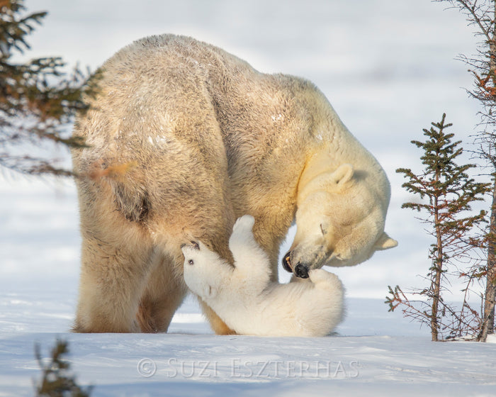 Baby Polar Bear Playing with Mom Photo
