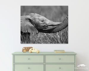 Baby Elephant Trunk Hug Photo