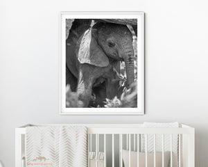 Shy Baby Elephant Photo