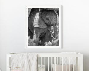 Shy Baby Elephant Photo