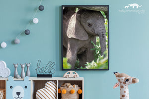 Shy Baby Elephant Photo