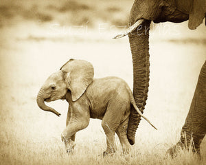 mom pushing baby elephant with trunk in sepia