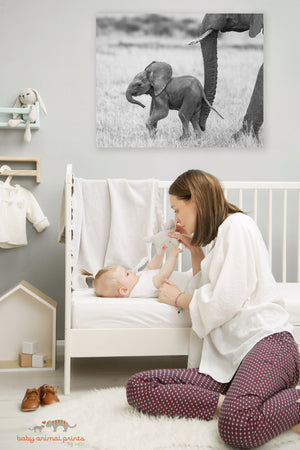 Baby Elephant Photo