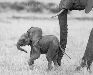mom pushing baby elephant with trunk in black and white