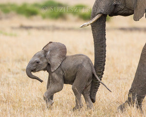 photo of baby elephant