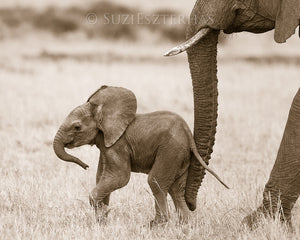 cute baby elephant photo sepia