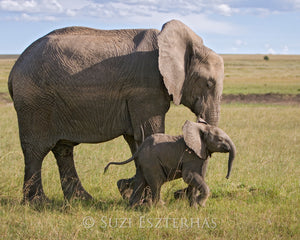 Happy Baby Elephant Photo
