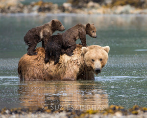 Baby Bears Photo Set (Color)