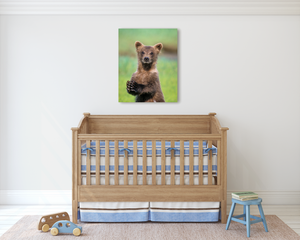 Baby Bear Photo