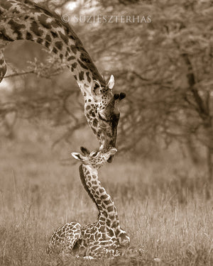 mom and baby giraffe photo sepia