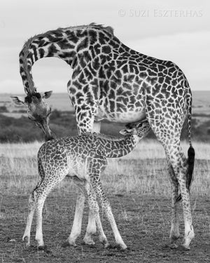 Mom and Baby Giraffe Photo