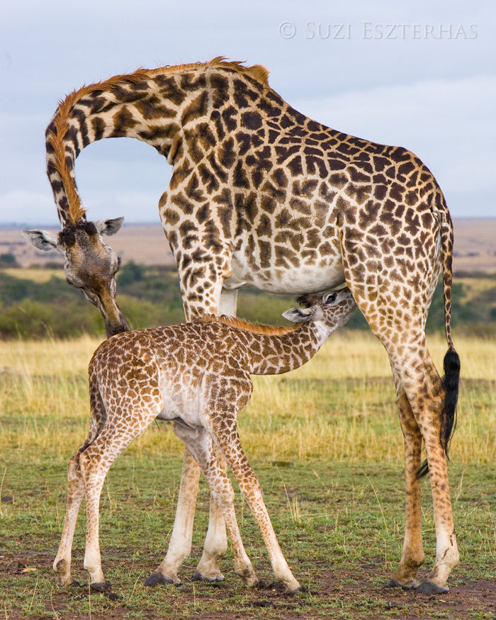 Mom and Baby Giraffe Photo