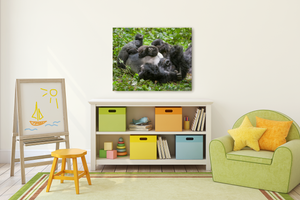 Baby Gorilla Playing with Dad Photo