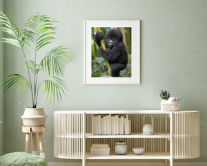 Baby Gorilla Photo