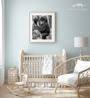 Baby Gorilla Photo