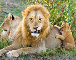 Grumpy lion dad with cub