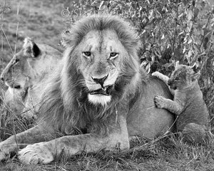 Grumpy Lion Dad Photo