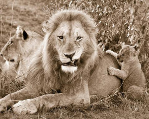 Grumpy Lion Dad Photo