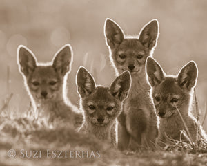 Jackal Pups Photo