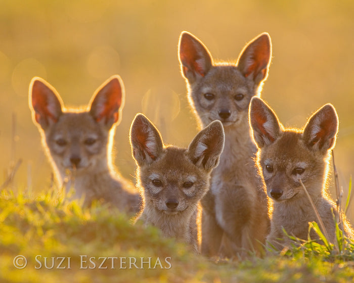 Jackal Pups Photo