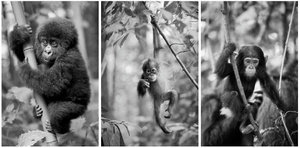 Jungle Baby Animals Photo Set (Black and White)