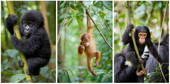 Jungle Baby Animals Photo Set (Color)