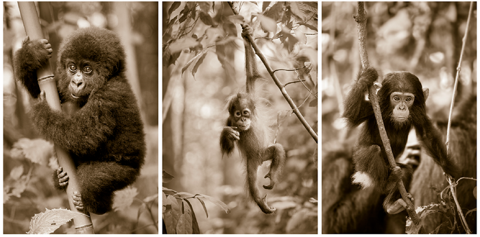 Jungle Baby Animals Photo Set (Sepia)