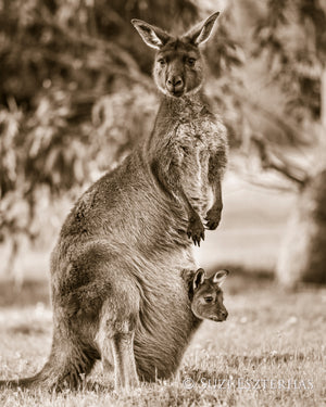 Kangaroo with Joey in Pouch Photo
