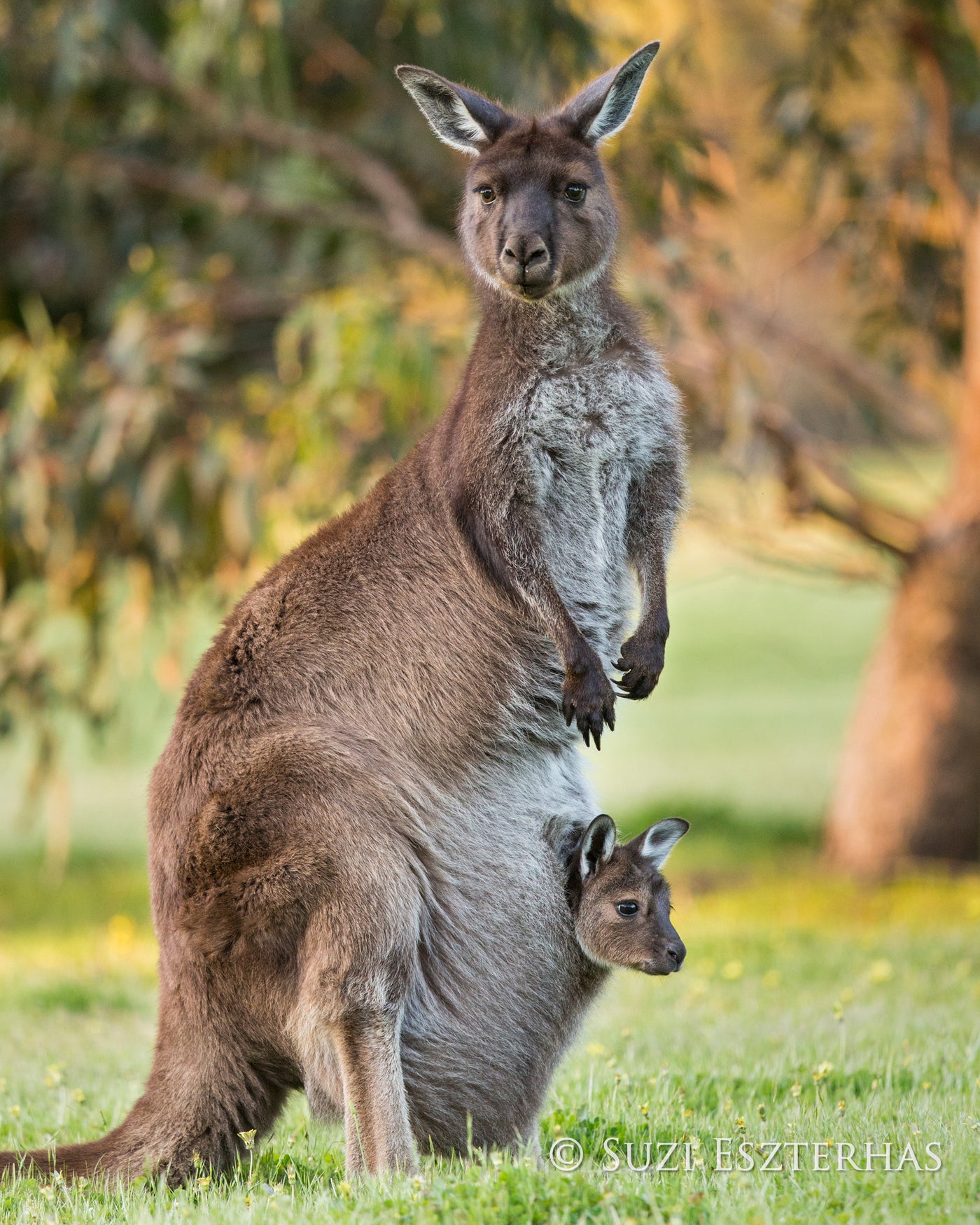 kangaroo with joey in pouch