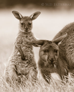 Kangaroo and Joey Photo