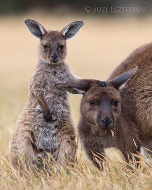 Kangaroo and Joey Photo