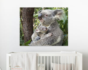 Koala Mom Holding Joey Photo