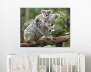 Baby Koala Piggy-Back Photo