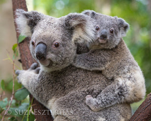 Koala Mom and Joey Photo