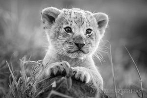 King of the Jungle Lion Cub Photo