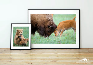 Playful Bear Photo