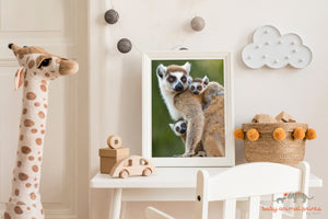 Baby Ring-Tailed Lemurs Photo