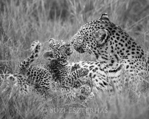 Leopard Mother Playing with Cub Photo
