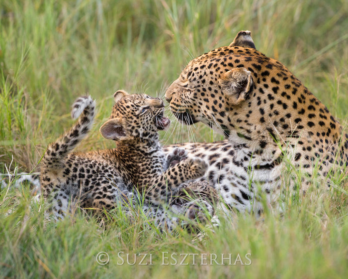 Leopard Mother Playing with Cub Photo