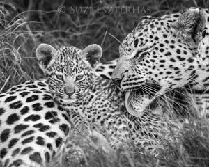 Bathtime for Leopard Cub Photo