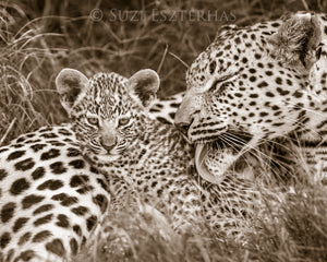 Bathtime for Leopard Cub Photo