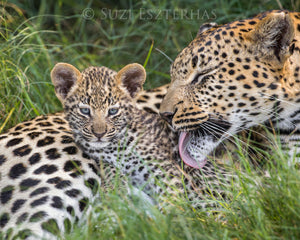 Bathtime for Leopard Cub Photo