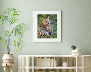 Leopard Mother and Cub Photo
