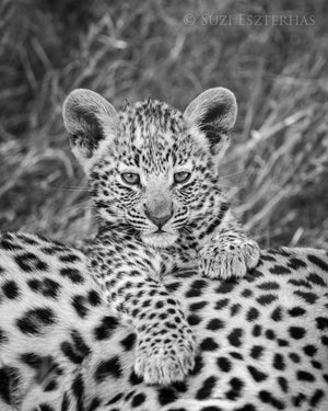 Cute Baby Leopard Photo