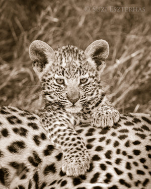 Cute Baby Leopard Photo